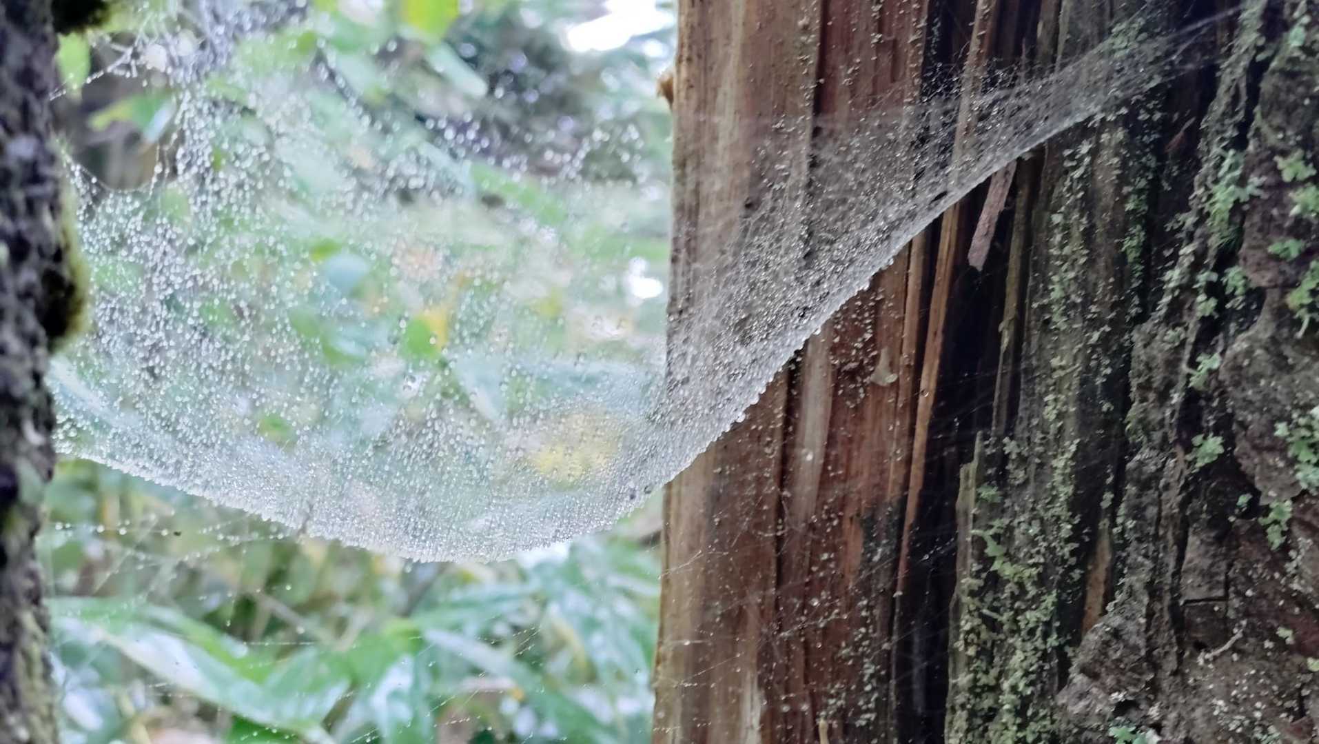 蜘蛛の巣がハンモックのよう🤔