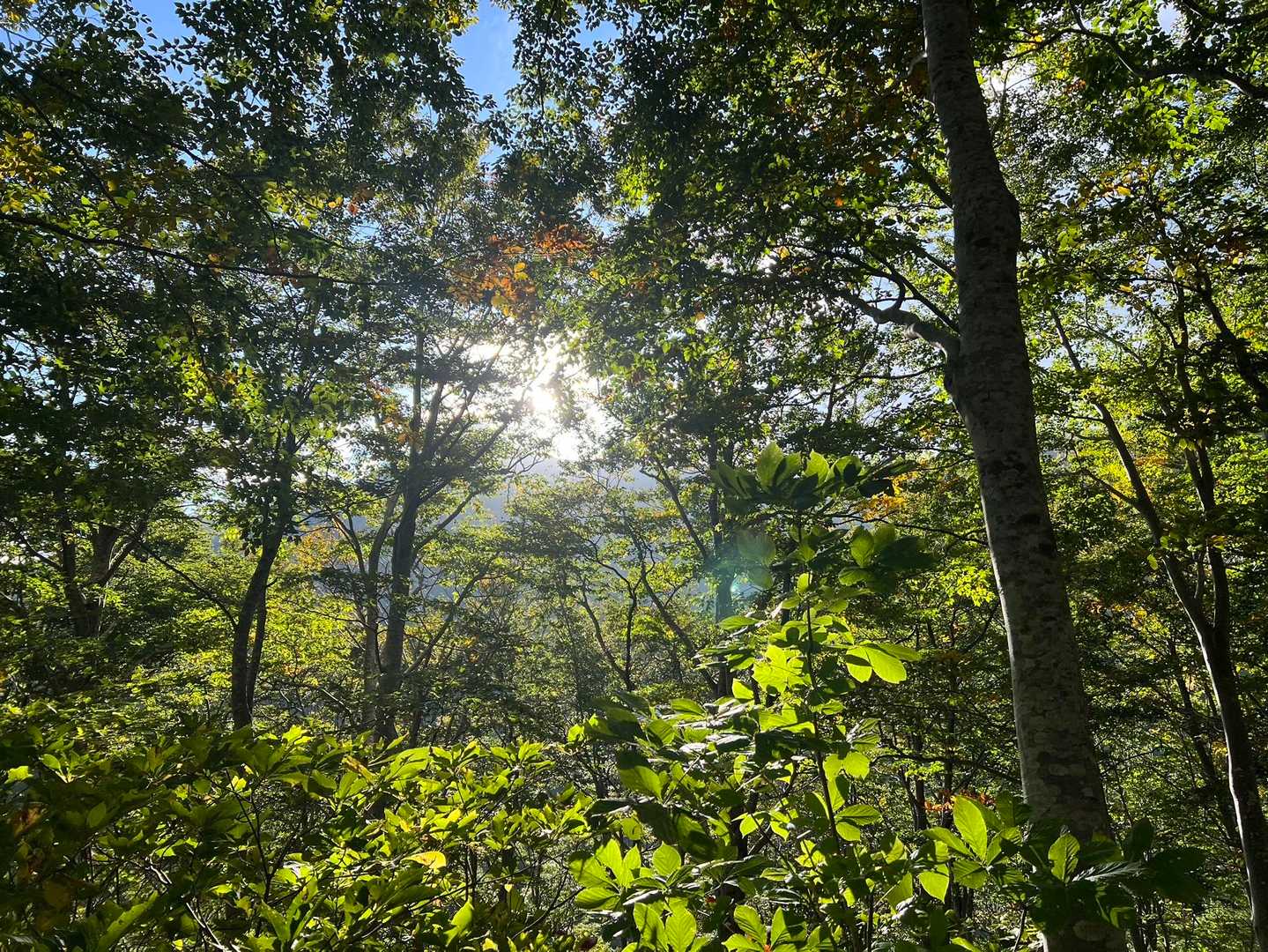 ブナ林の中時々走ったりして下山

もう少しするとここも綺麗な紅葉に🍁素敵だろうな
この後無事に下山