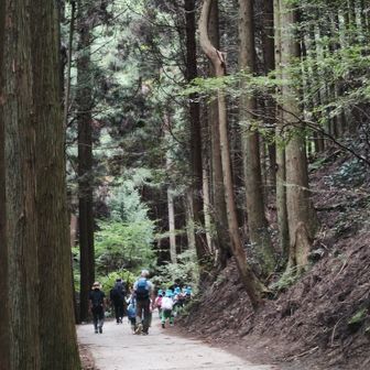 ５歳児の集団が元気にちはや園地へ登っていく姿は自然と笑顔になります😊
『頑張って〜』と声をかけると園児たち『がんばるぅ〜』と可愛すぎるやろ