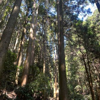 見上げるほど高い木々と、優しい木漏れ日🌿 