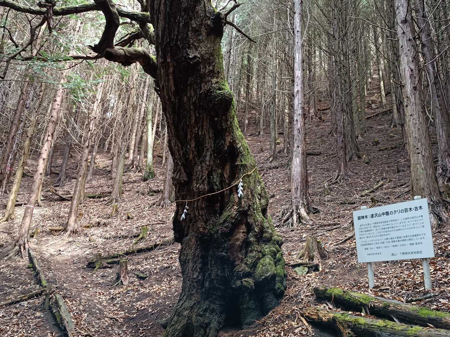 栗🌰の巨木