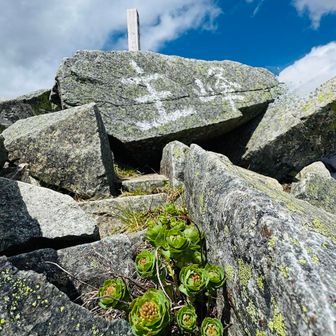 ▪️西穂高岳 山頂 

岩の間から、
イワベンケイの蕾のようです。

次は花の咲いてるときに来たい♪
