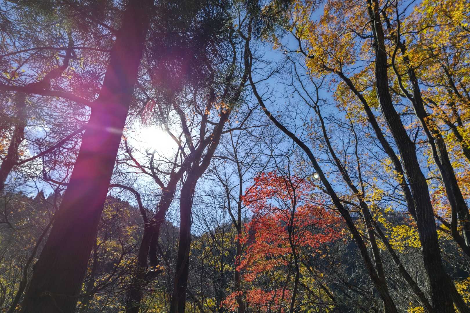東光山登山口-東光山 往復コースの写真