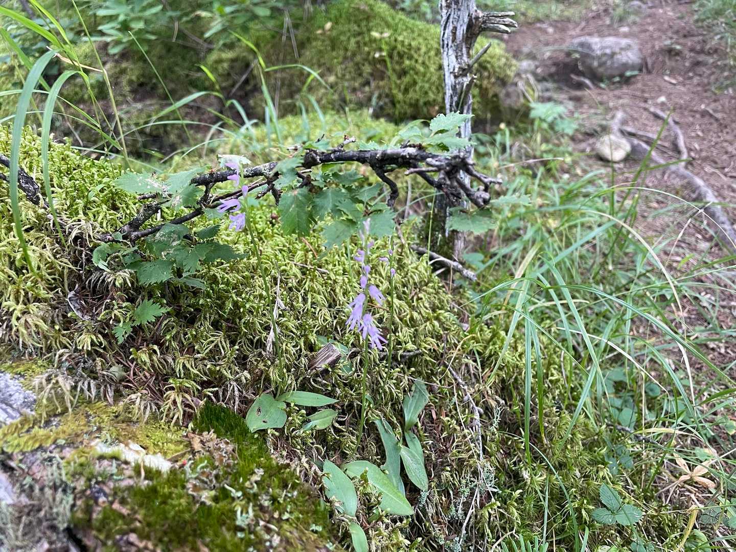 お花見っけ👀