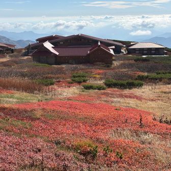 行きに見逃してたけど室堂でも部分的に素晴らしい紅葉がありました🍁