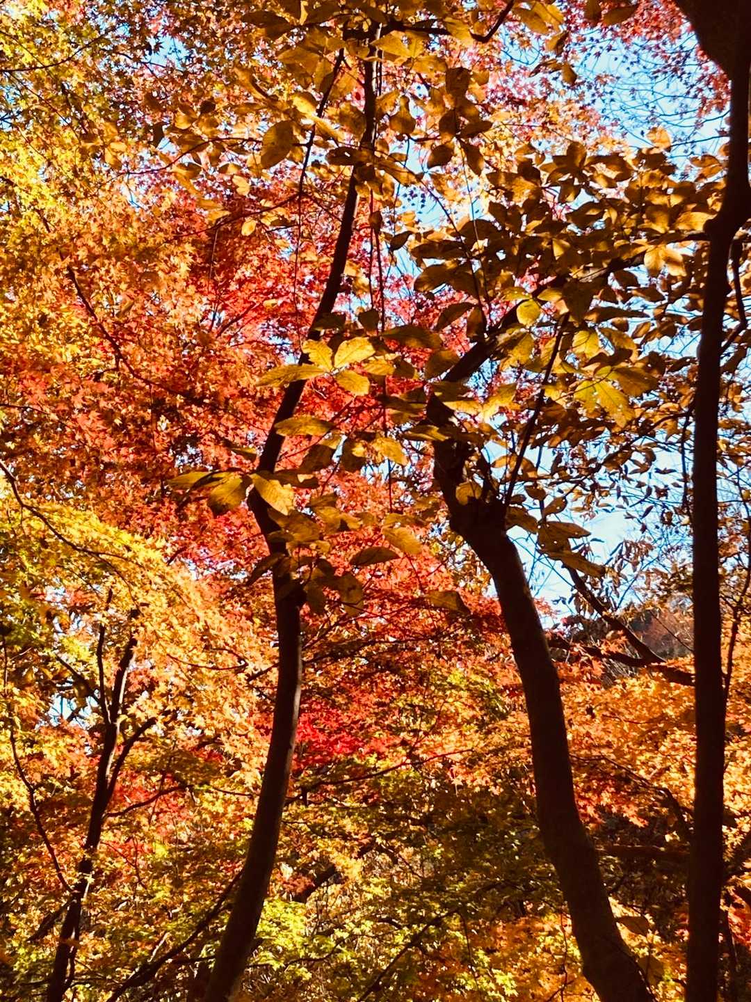 紅葉が綺麗、静かで落ち葉を踏む音がサクサク！