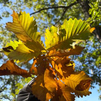 登山口周辺はまだまだ紅葉は始まってません！(キッパリ)