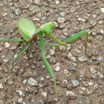 カマキリに威嚇されました。