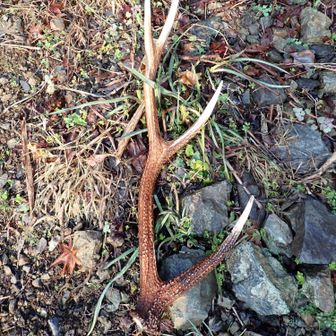 鹿の角落ちています
置いてあるのですか？