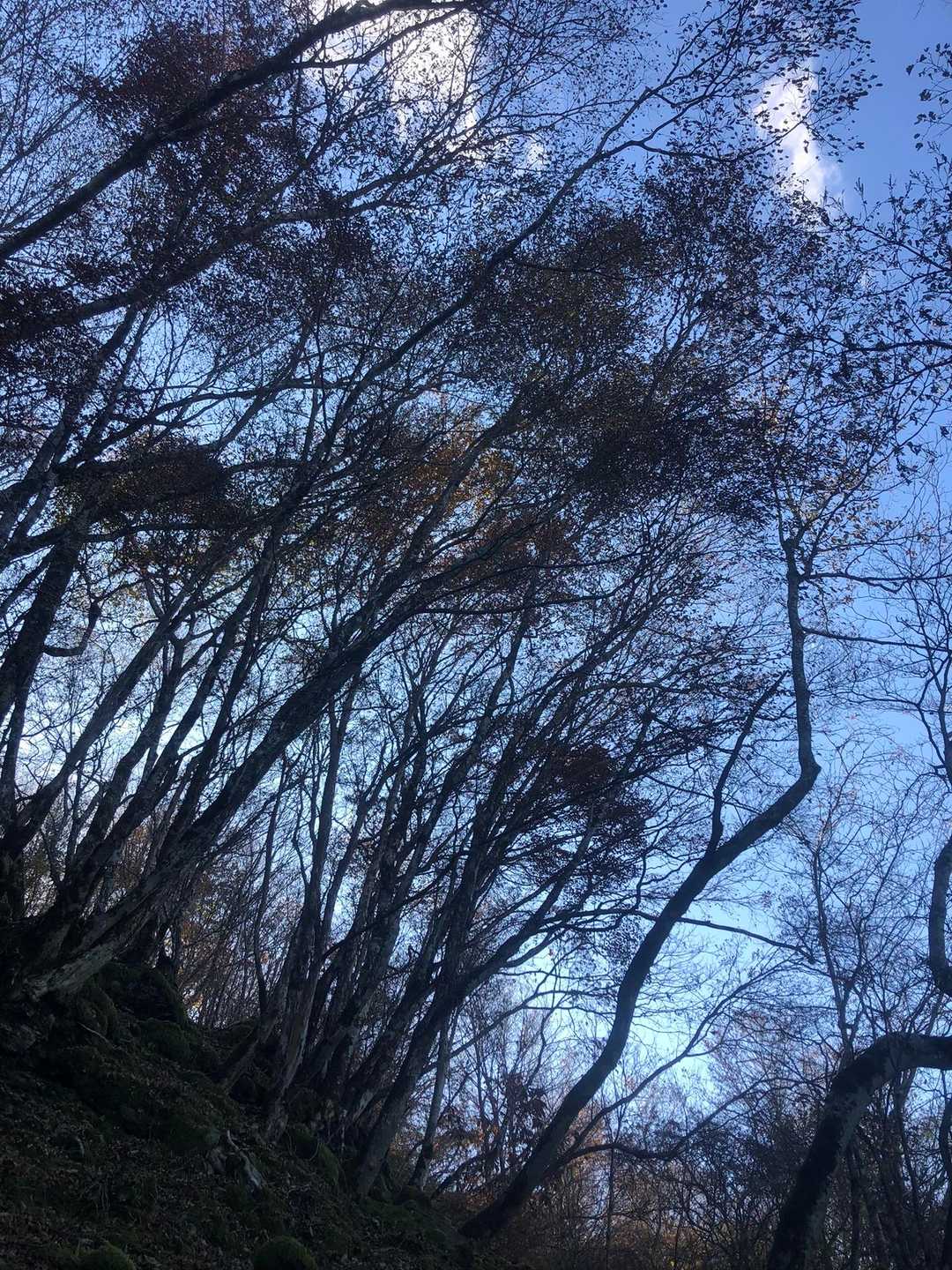 所々残る紅葉🍁🍁
赤く見えるよね？😂