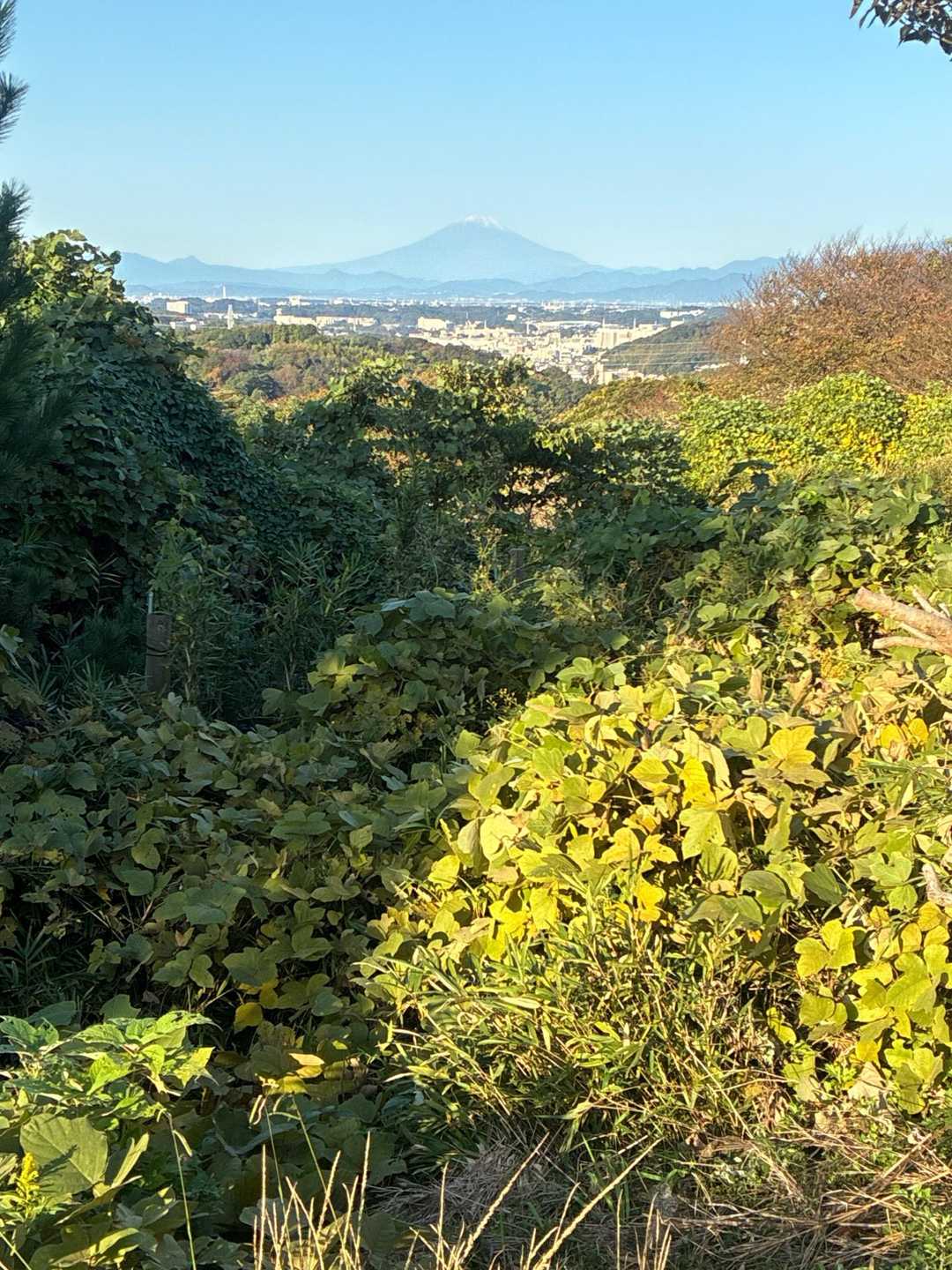 おお、富士山🗻
丹沢山も見えました。