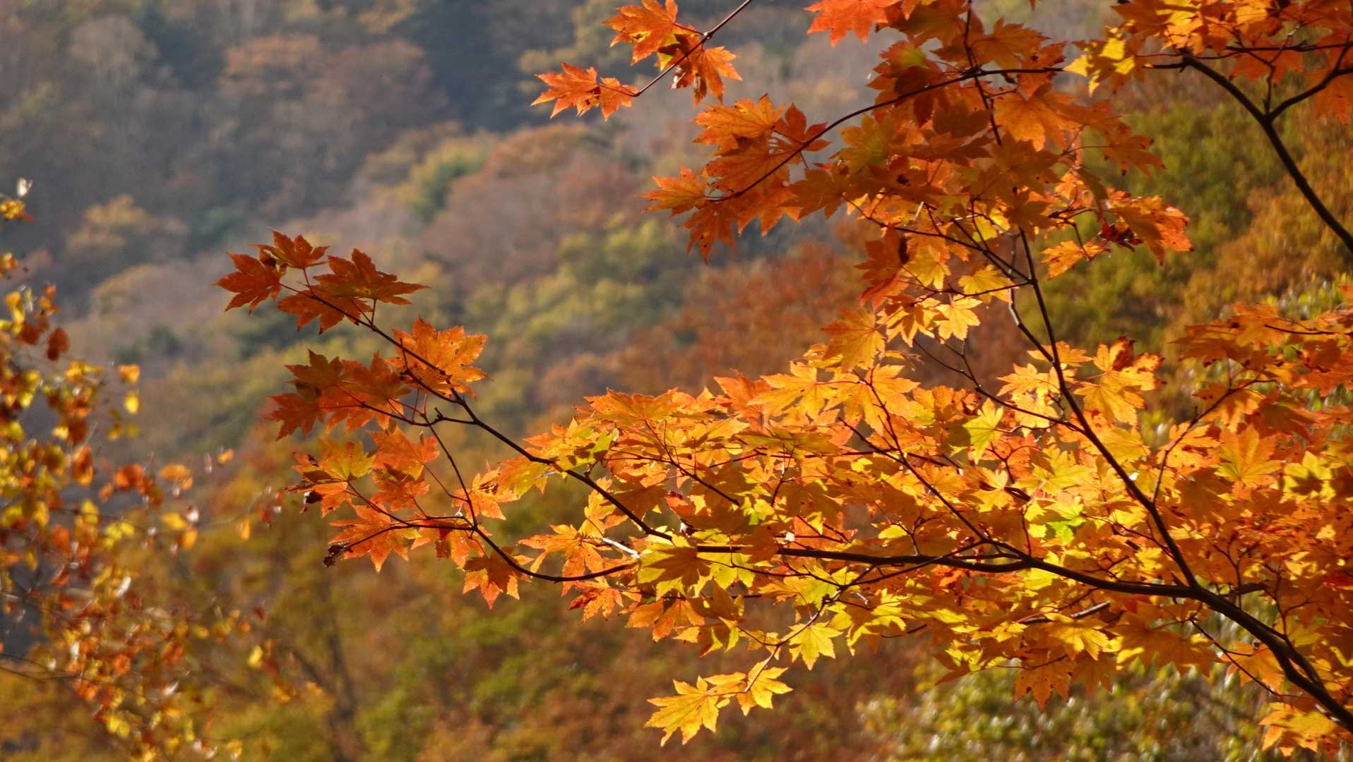 日に照らされてとっても綺麗に紅葉している木があったので普段は滅多に使わない壊れかけたコンデジを使って撮ってみました