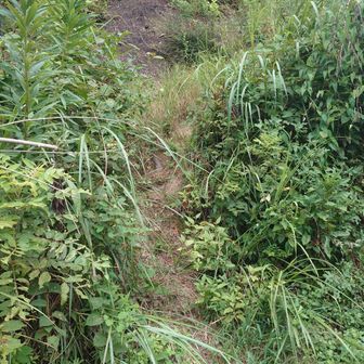 ガメラ岩に向かう北ルート入り口は雑草が伸びてたので、今回は本ルートへ