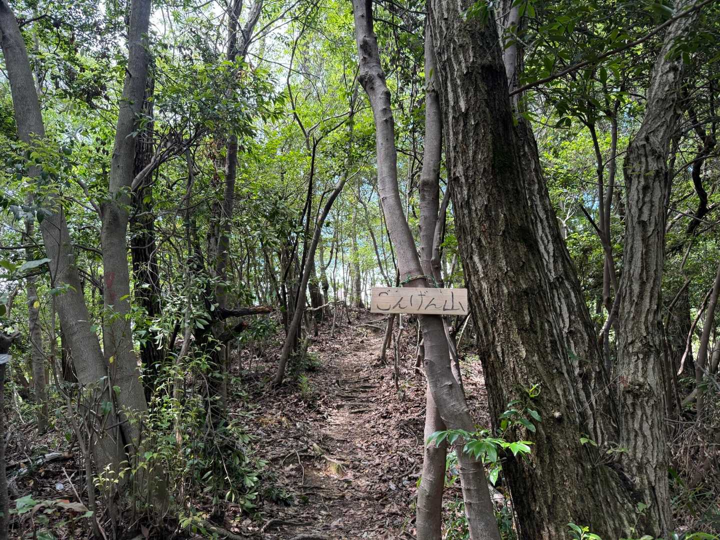 祠の所が「ごんげん山」と看板付いてました！