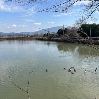 カモ🦆が泳いでいた
