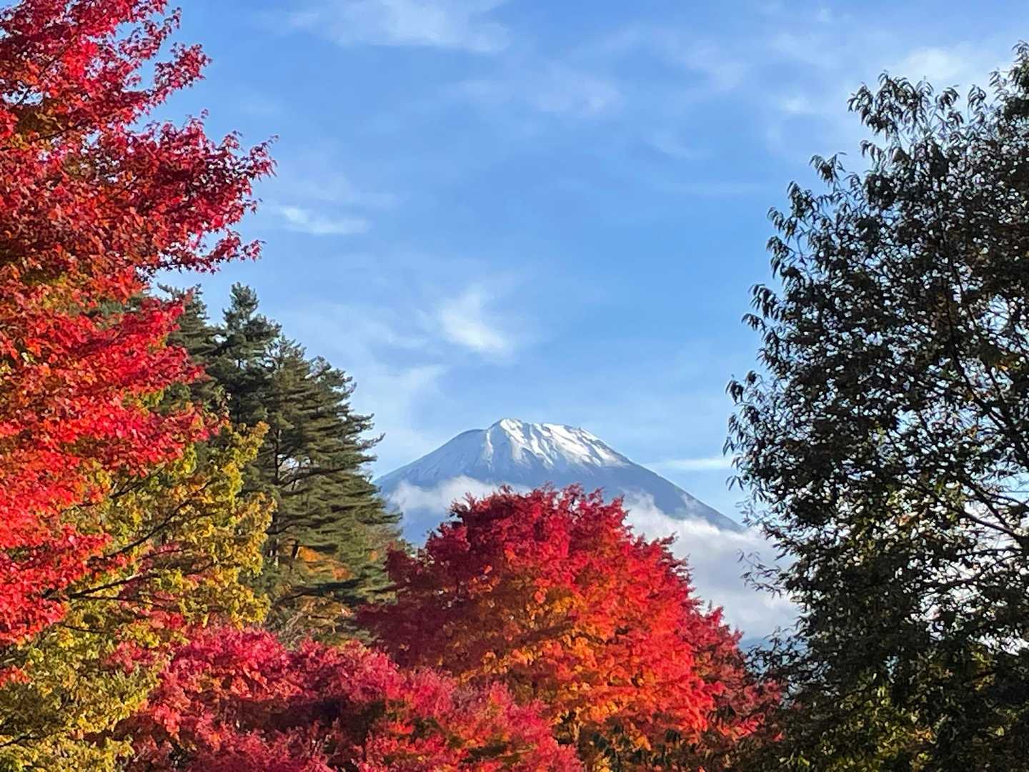 紅葉と富士山