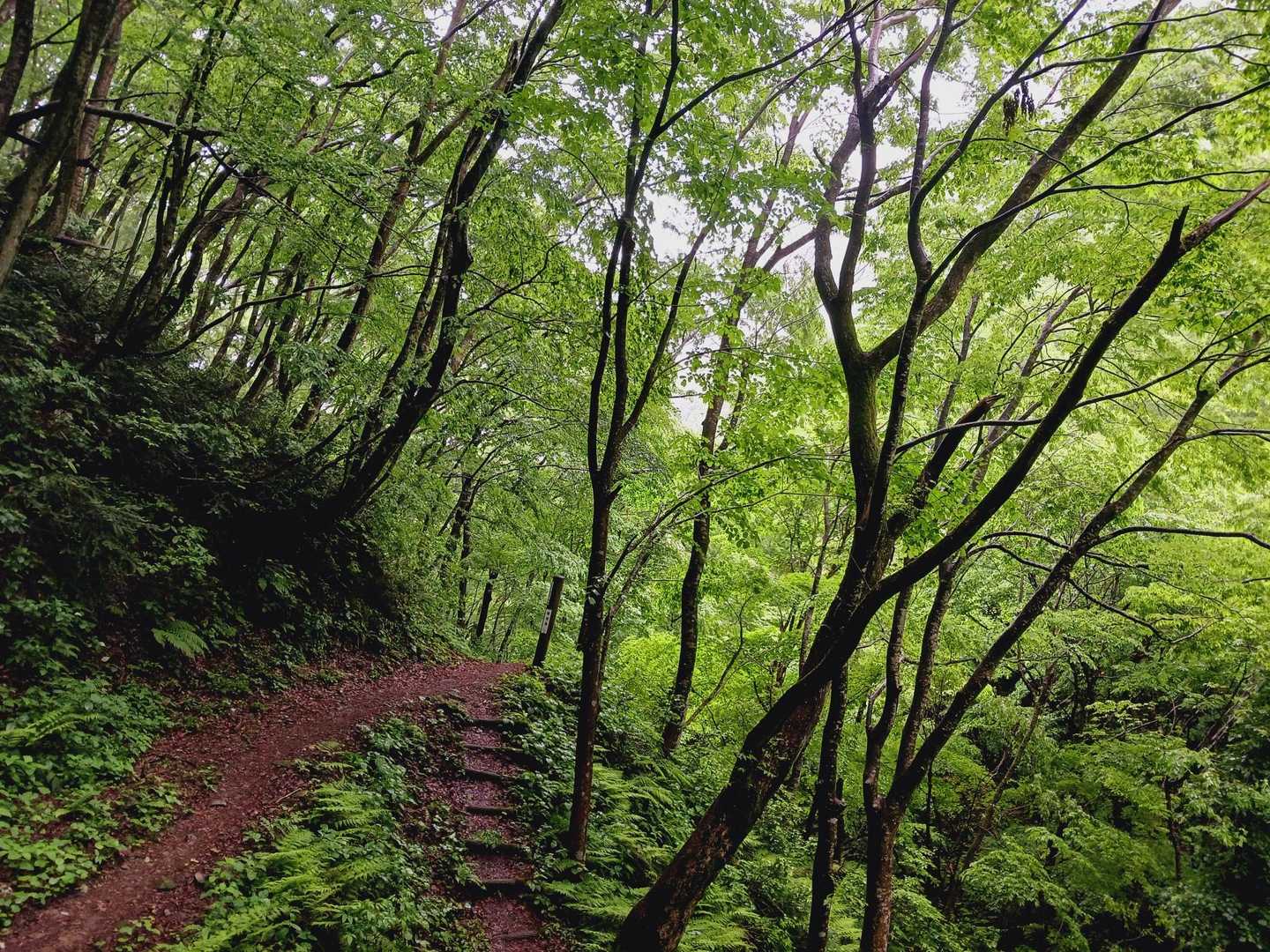 大万木山 往復コースの写真