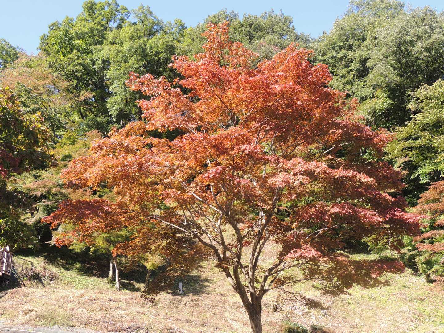 紅葉始まってますね🍁