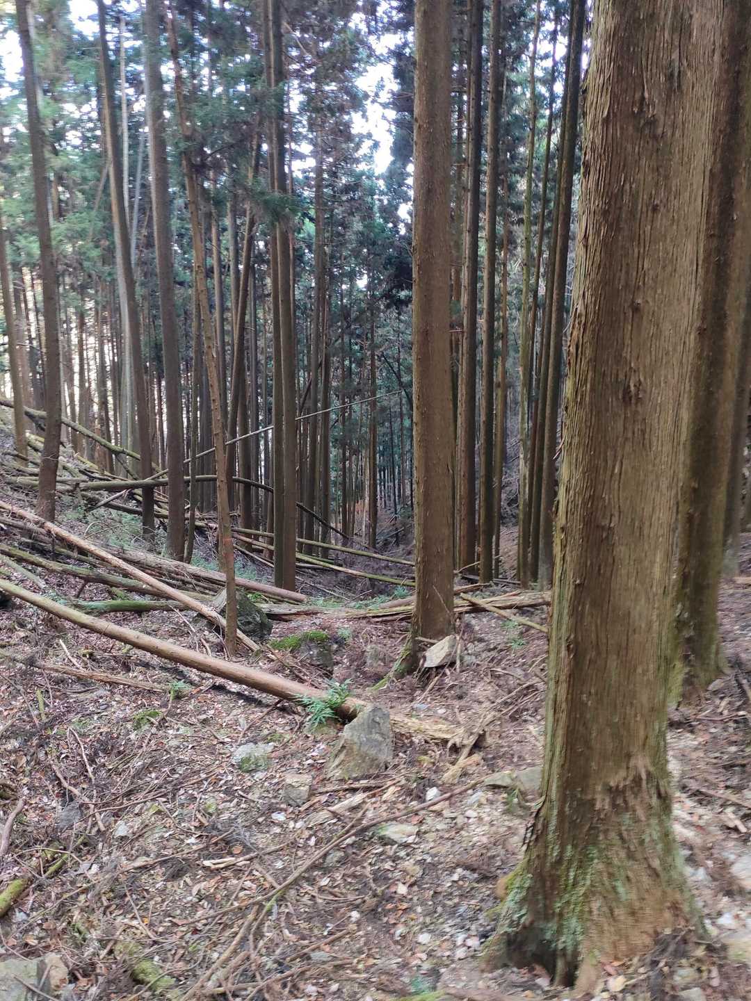 来たか...？