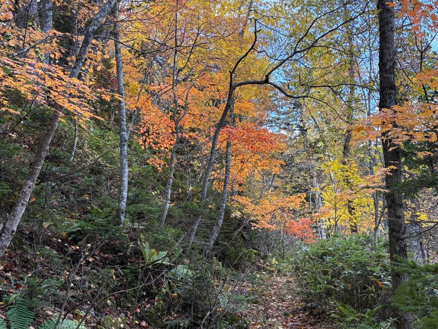 紅葉🍁ロード