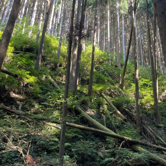 朝日が爽やか
弱い風が涼しい
手元温度計🌡️で22℃