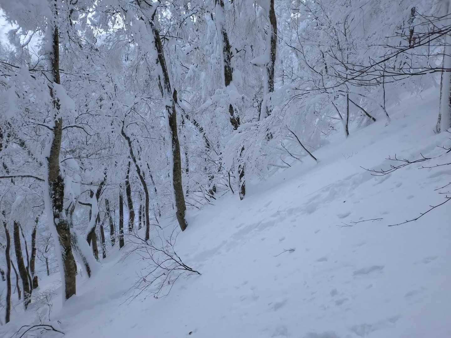 行者登山口-大山夏山登山口 周回コースの写真