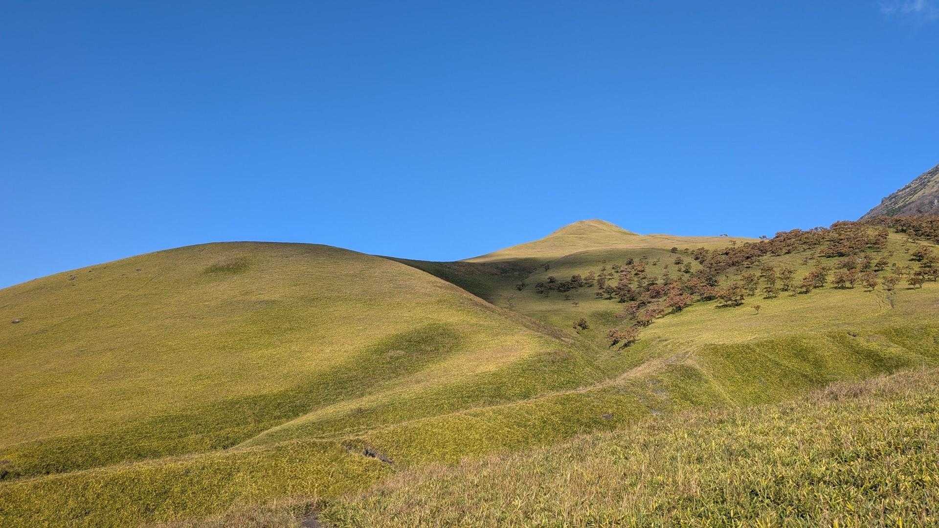 新緑🌲もいいけど、この色🌾もいい🙂