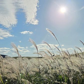 青空とススキ
風が吹いてて、気持ちよさそうにたなびいてます🌾