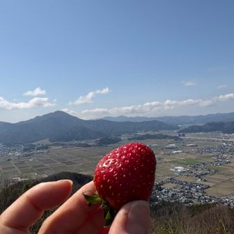 めっちゃ甘くておいしい🍓✨