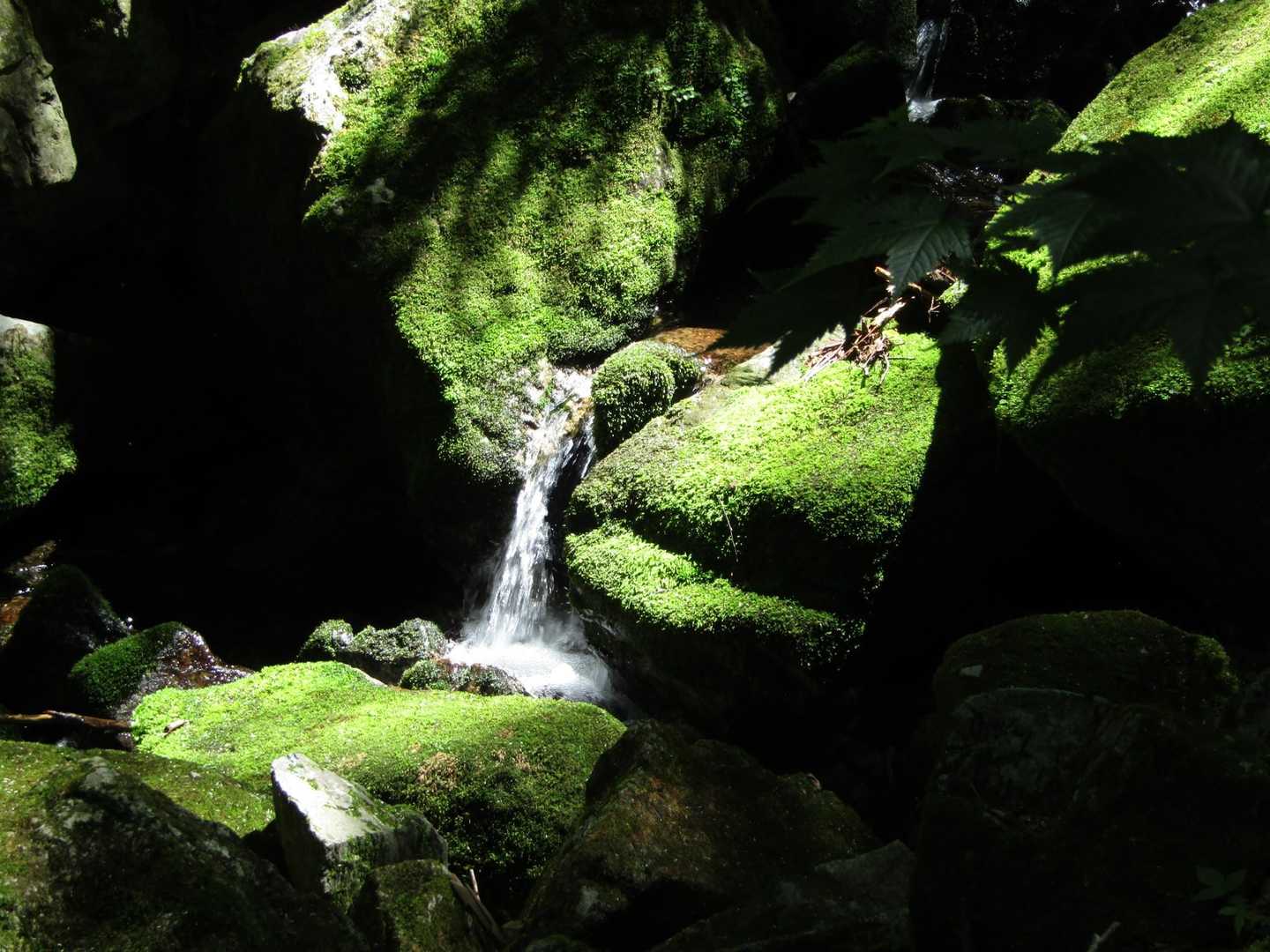 桜洞登山口-御前山 往復コースの写真