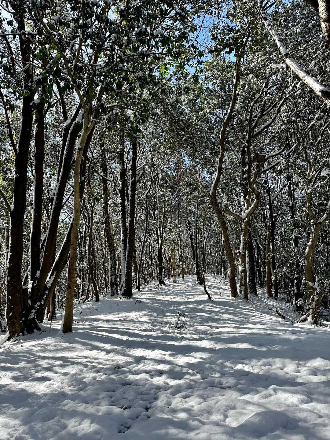 気持ちい〜い　ココはどこの山ですか？