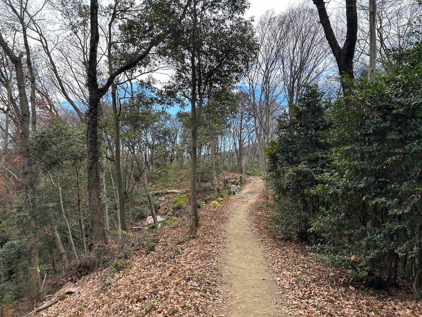 いつもの道を足早にトコトコ🏃‍♂️