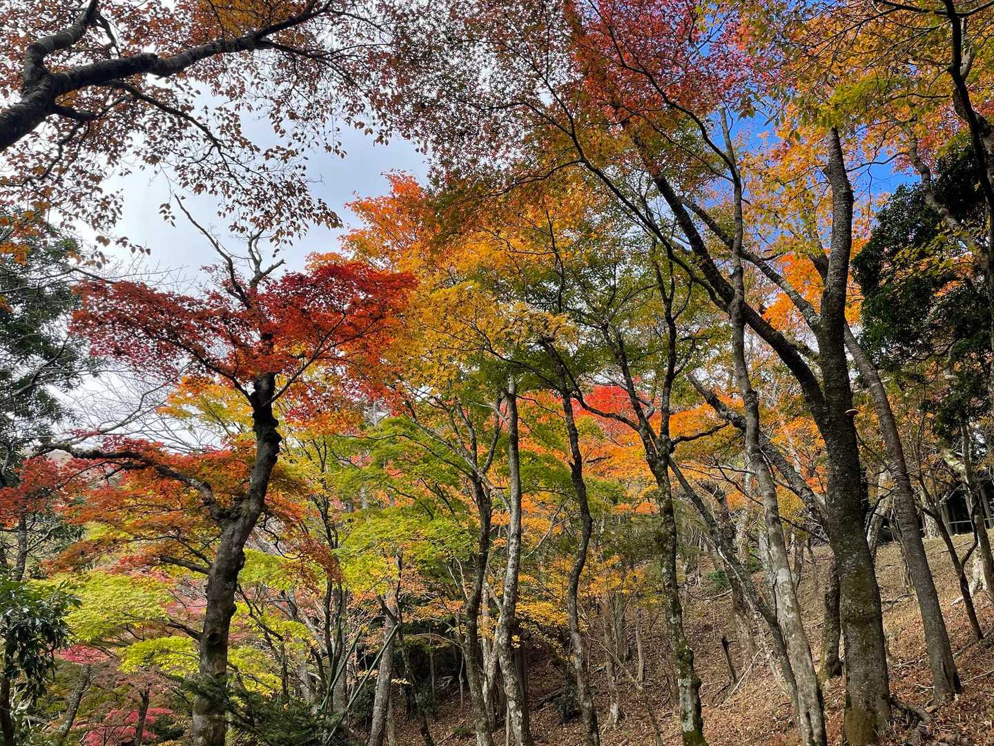 阿夫利神社下社-大山-見晴台 周回コースの写真