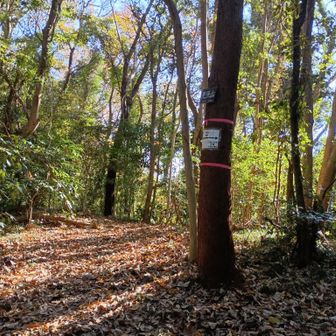 見張山東峰に到着。
