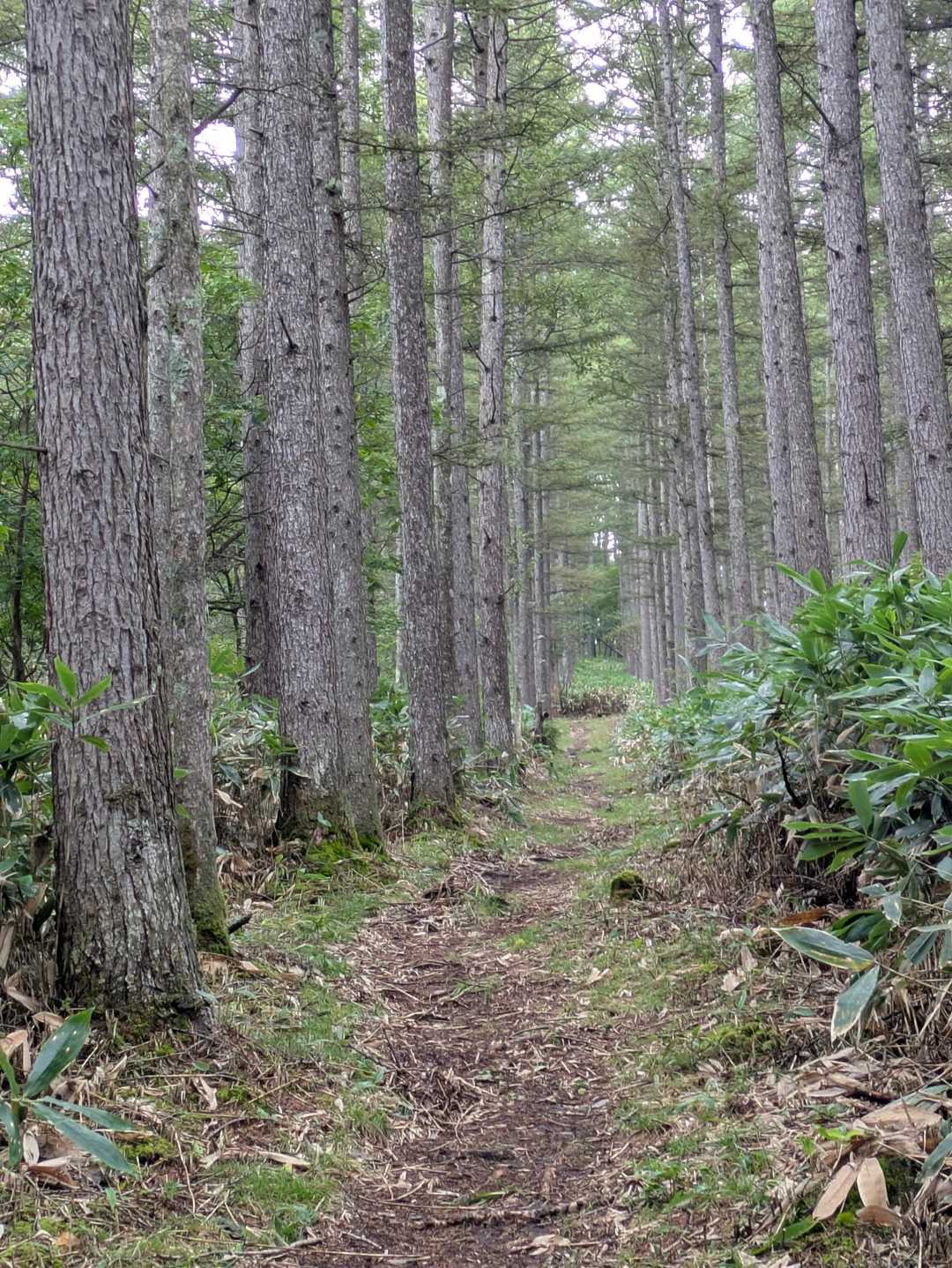 とても歩きやすい登山道です👍