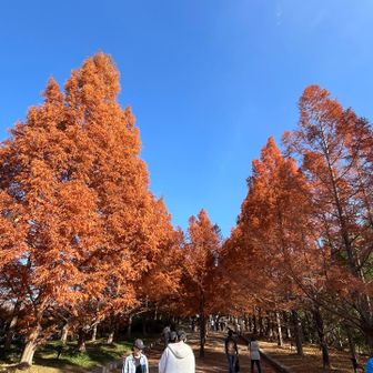 メタセコイア並木