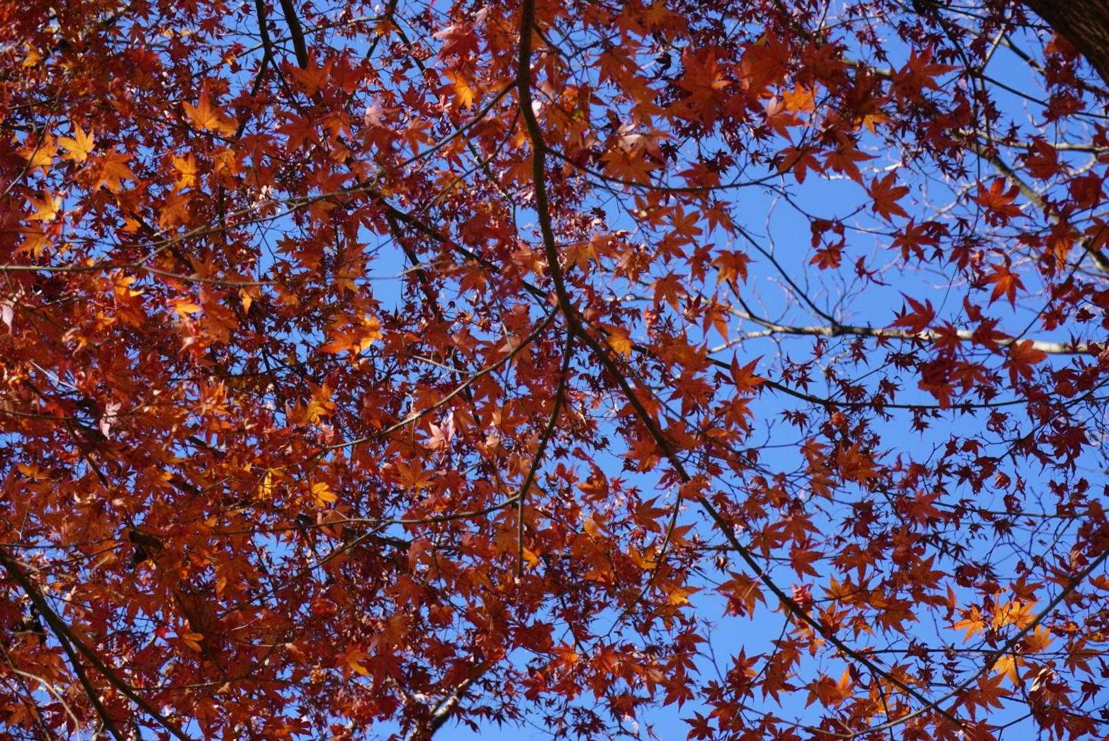 紅葉が見頃です🍁