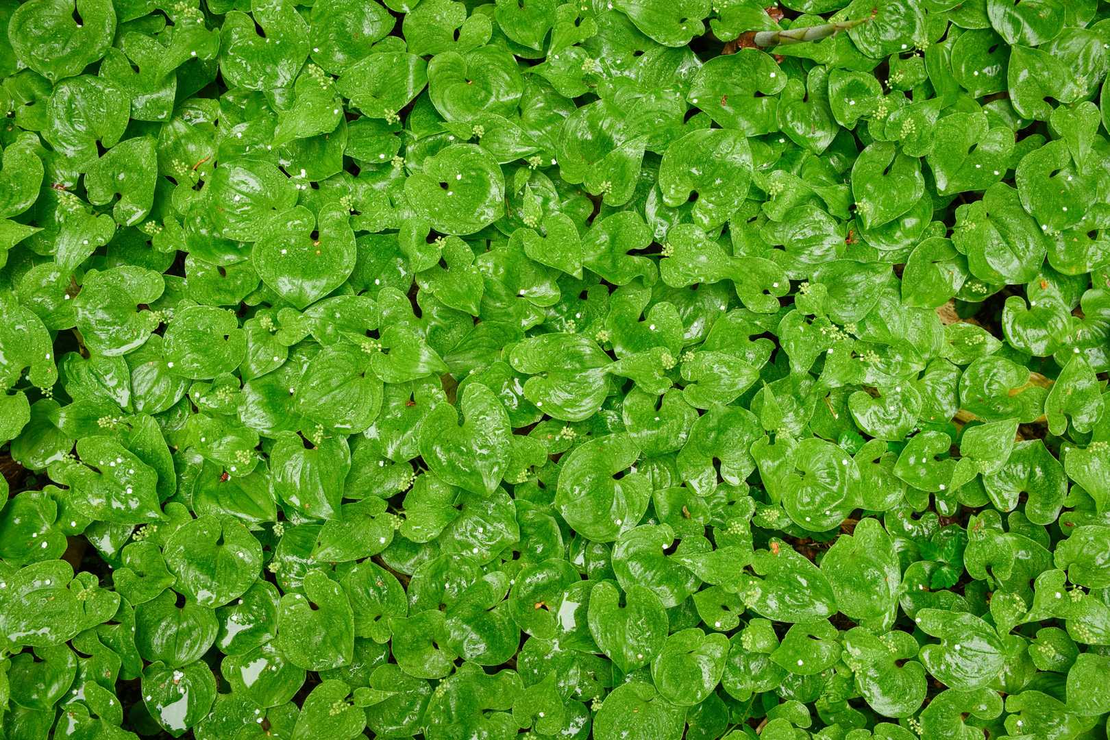 雨に濡れたハート形のマイヅルソウの葉🍀
瑞々しくてきれいでした✨
