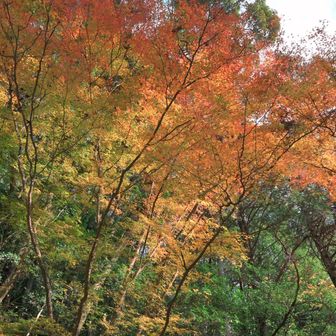 かなり終盤でしたが、これだけで充分美しい