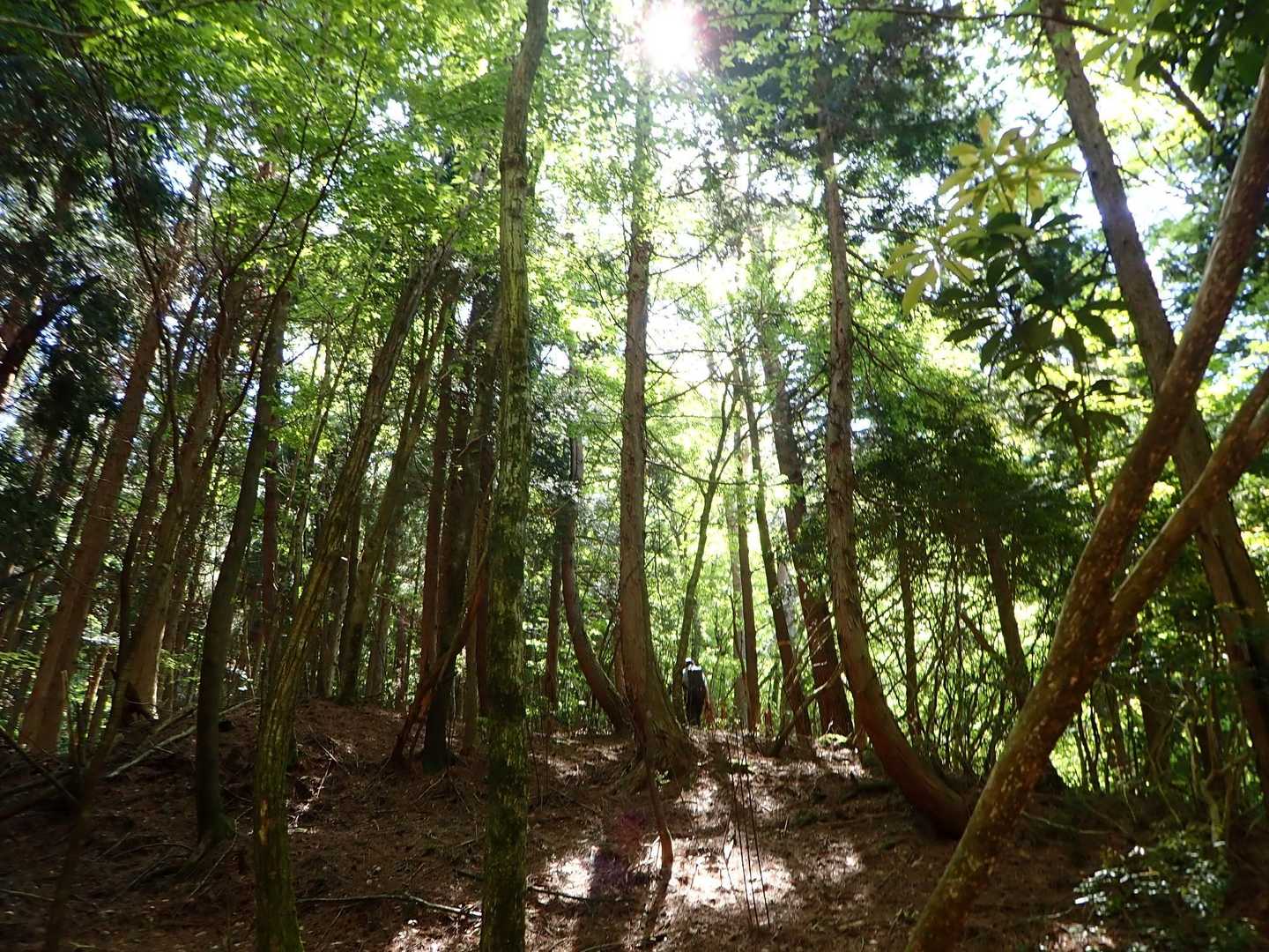 癒される🌿