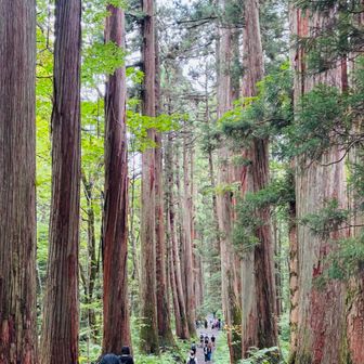 奥社の大行列にドン引きしてサッサと退散🚶‍➡️💦
からの杉並木🌲