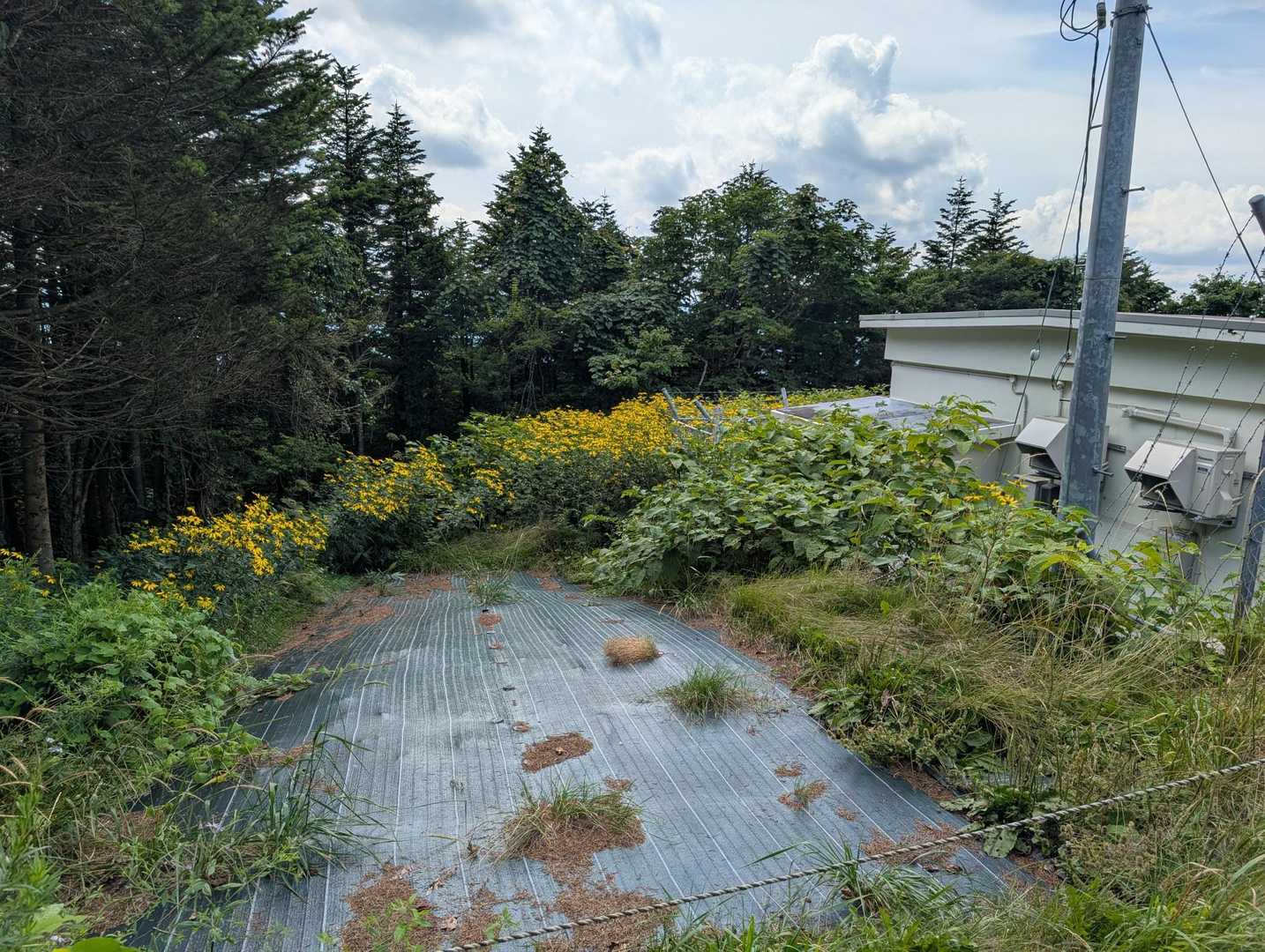 外来種の黄色いやつ沢山
