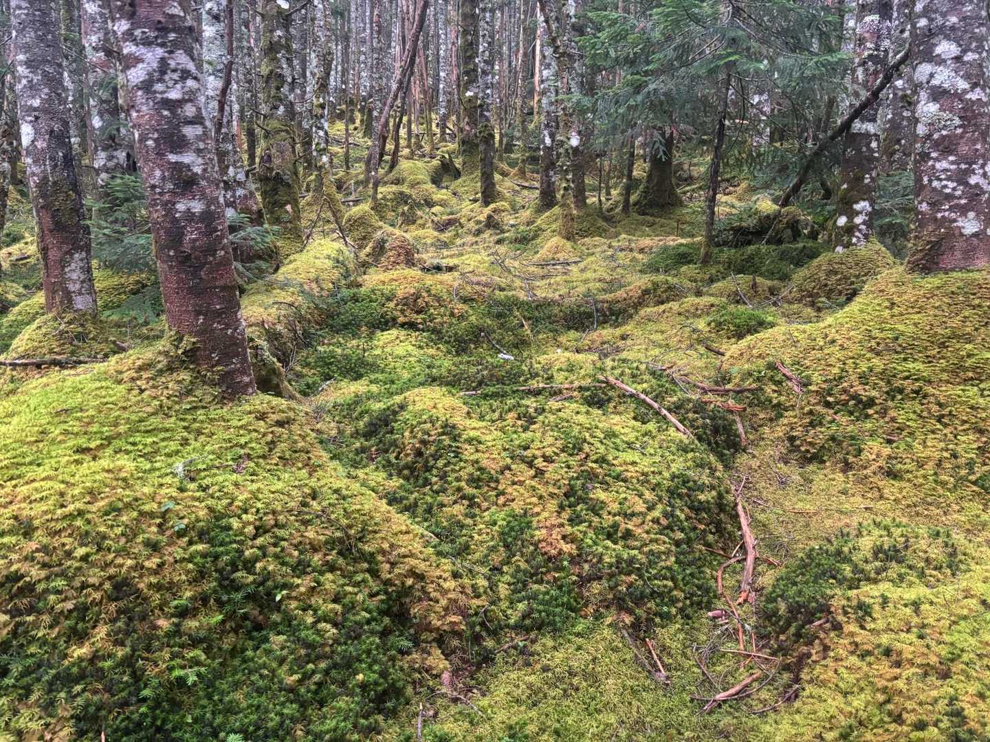 八ヶ岳の美しい苔☘️
これが八ヶ岳の魅力です🤩