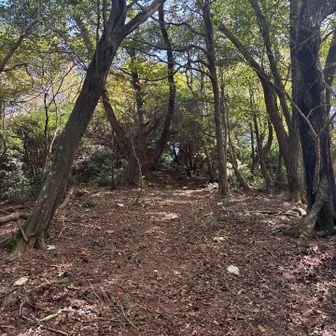 奥に半国山山頂が見える。
