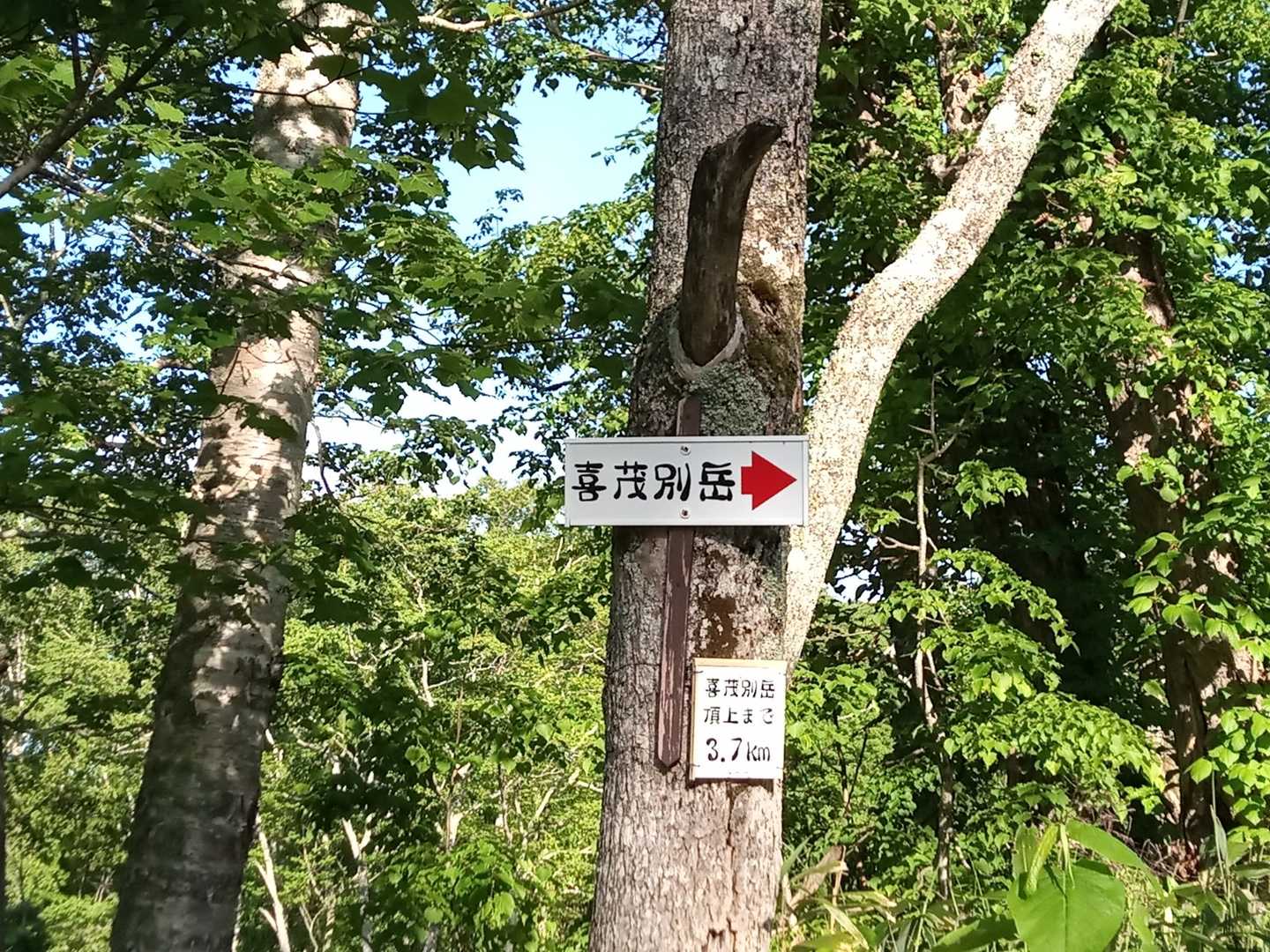 先行車両2台