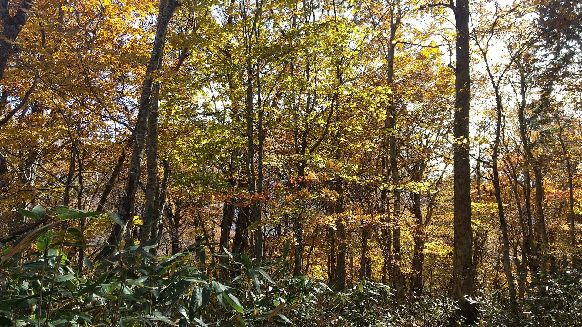 帰りも紅葉🍁