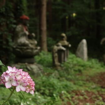 紫陽花