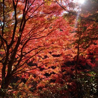紅葉と逆光が組み合わさり美しい。