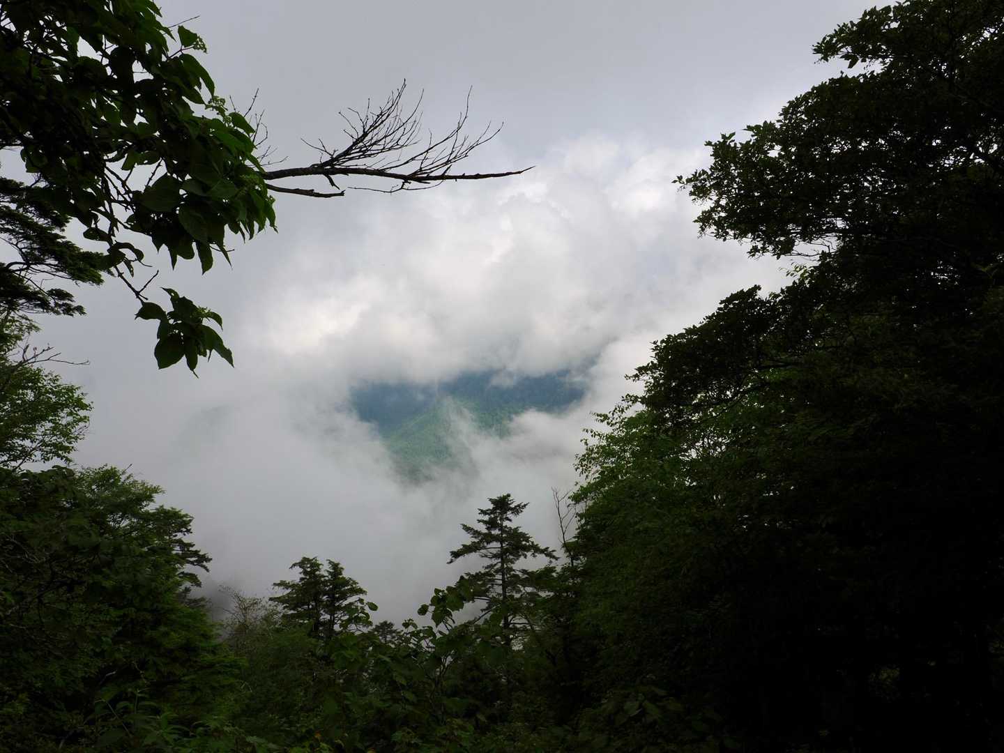 権兵衛峠登山口-北沢山-コイノコ 往復コースの写真