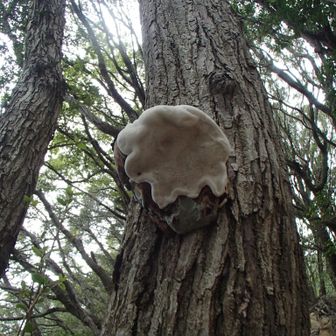 キノコ大きくなりつつあり？